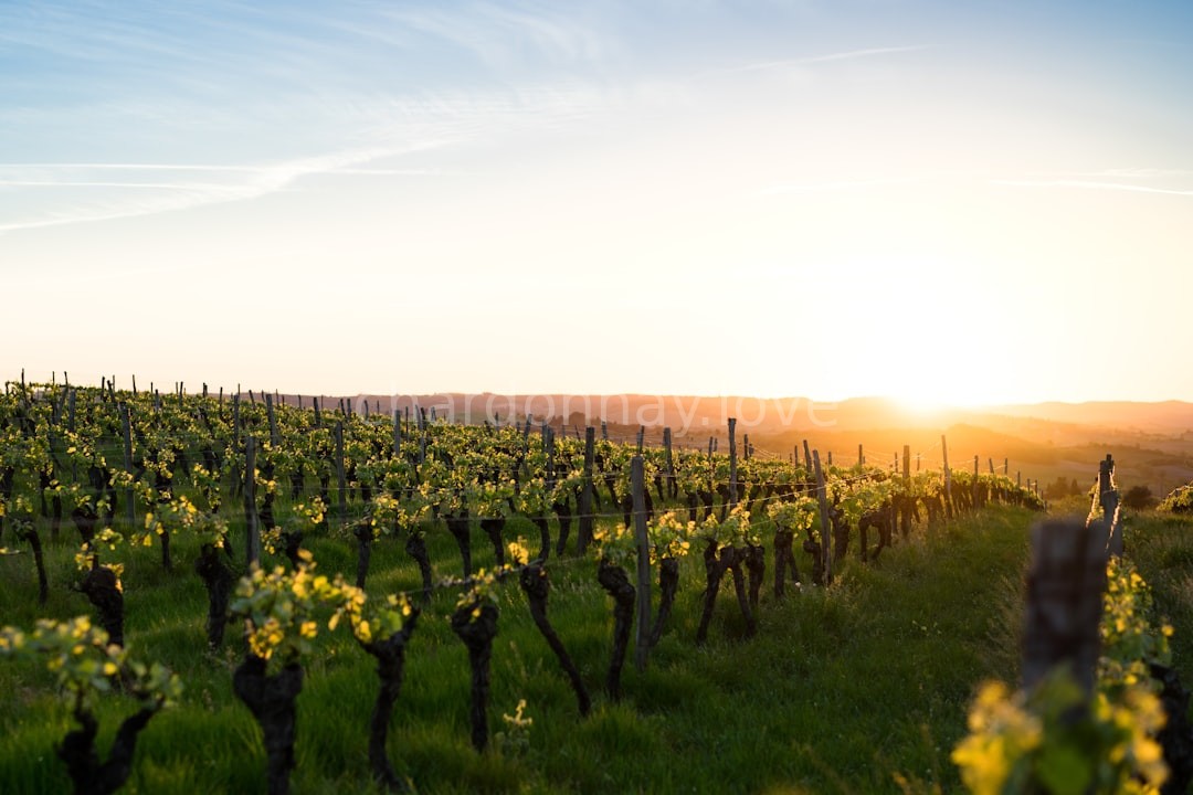 Vineyard Moment 1