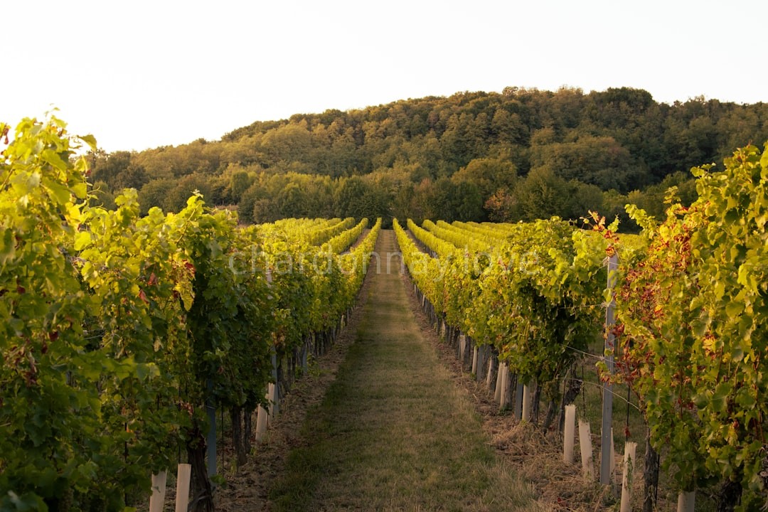 Vineyard Landscape