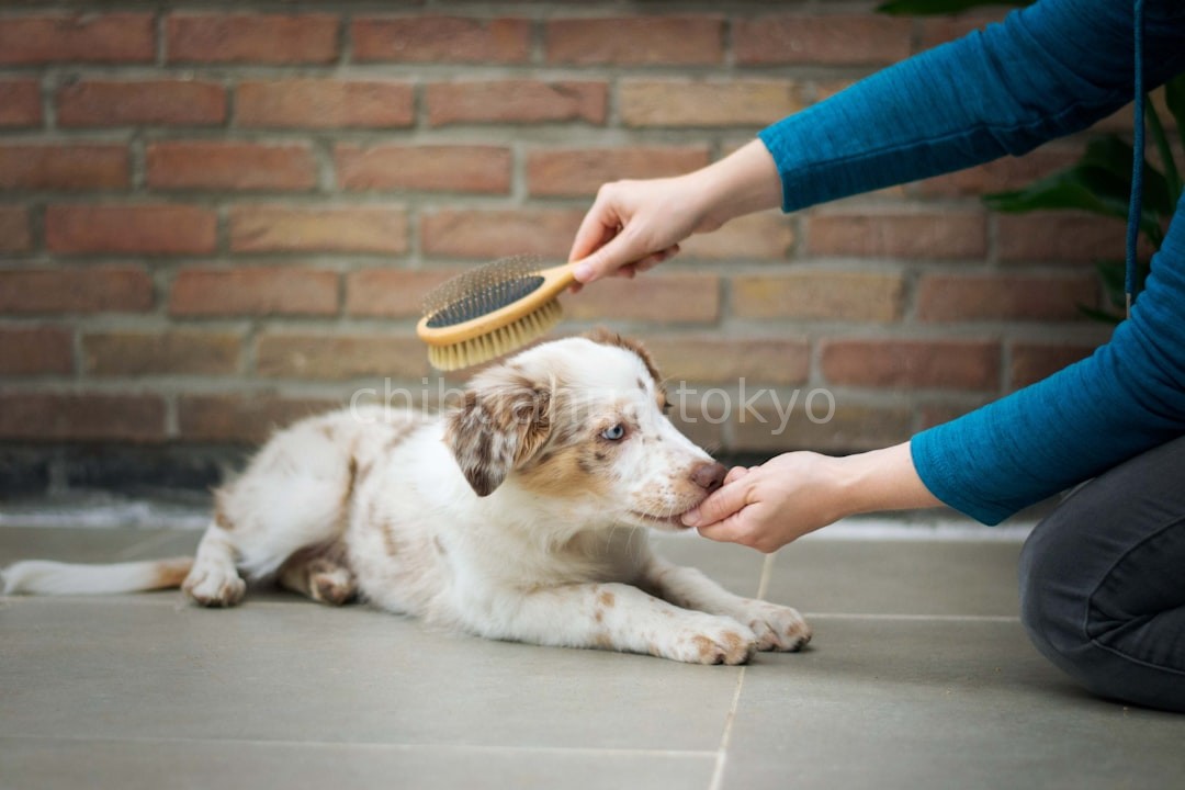 Behavioral Coaching