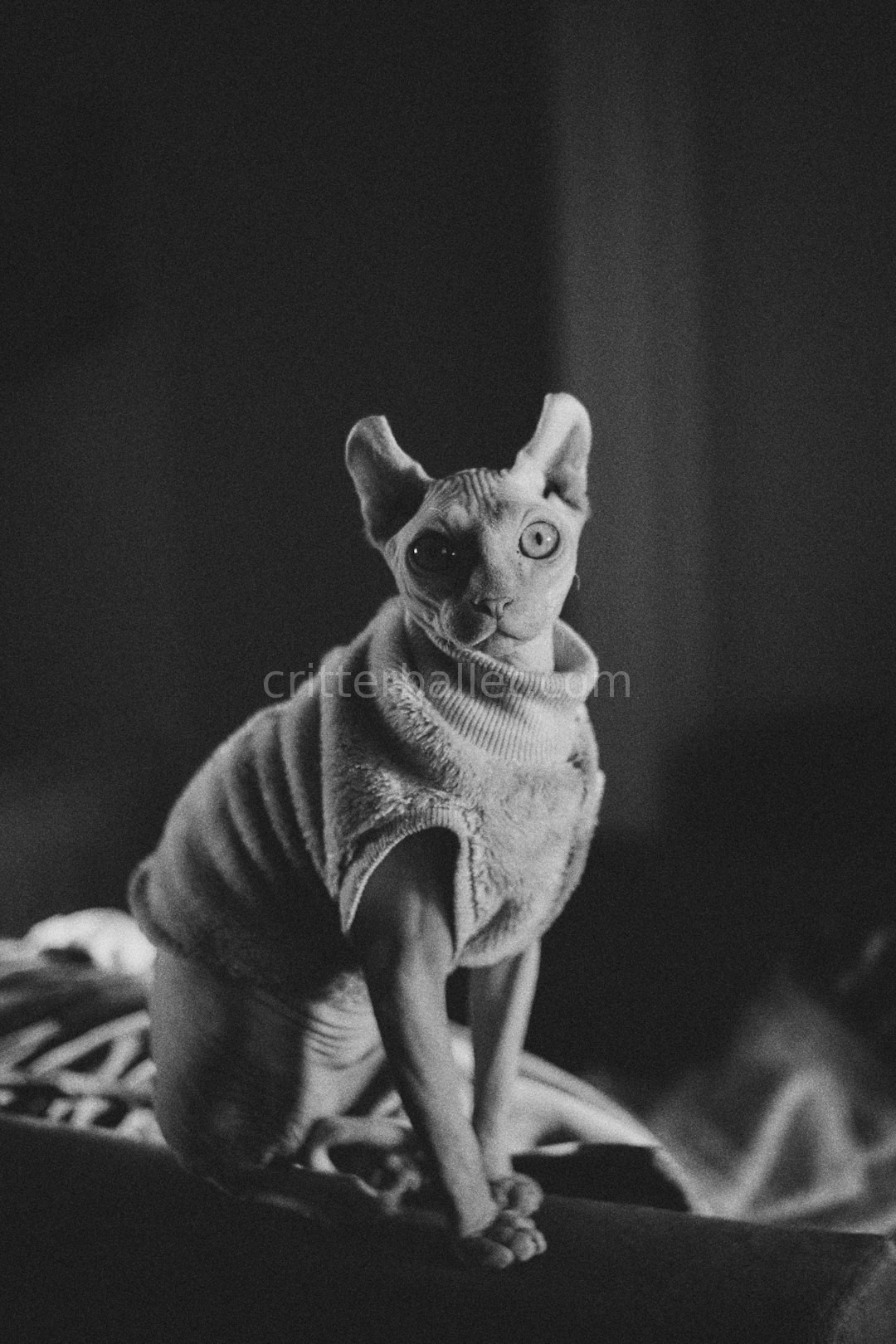 Stunning Pet Portrait