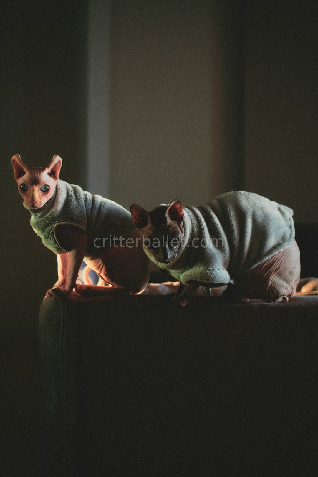 Senior Pets