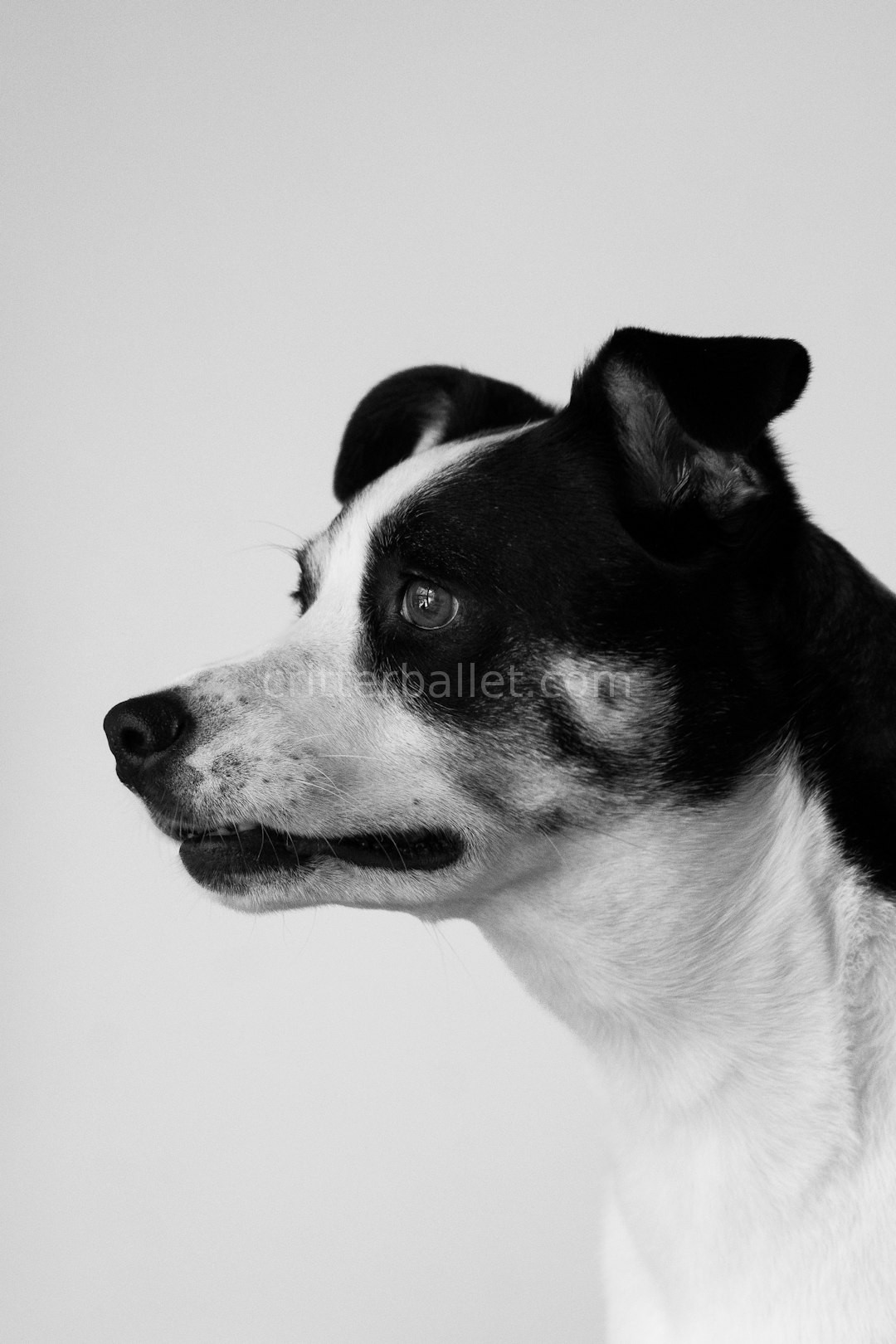 Pet Portraits