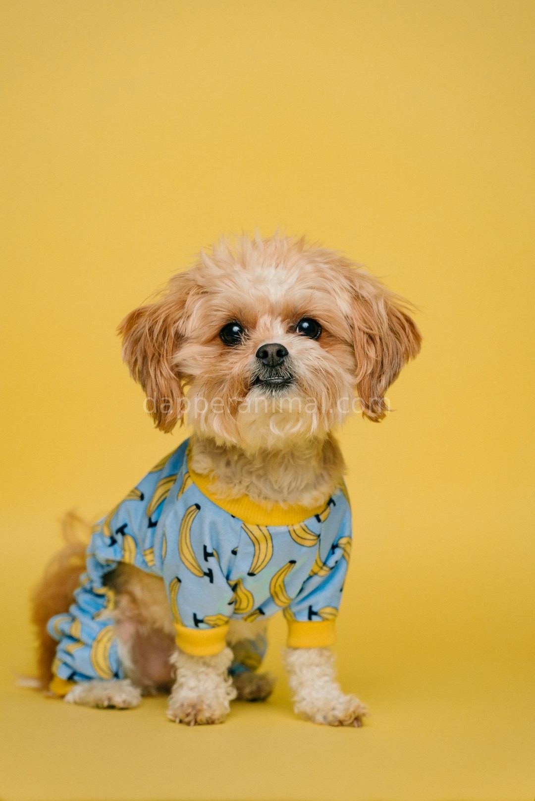 Luxury Pet Grooming