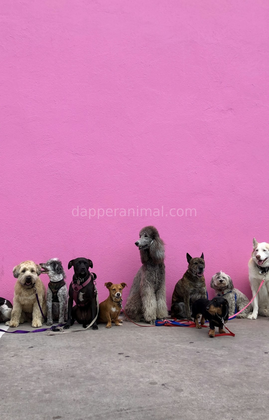 Luxury Pet Background