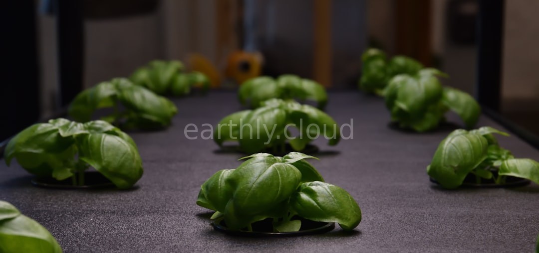 Hydroponic Garden