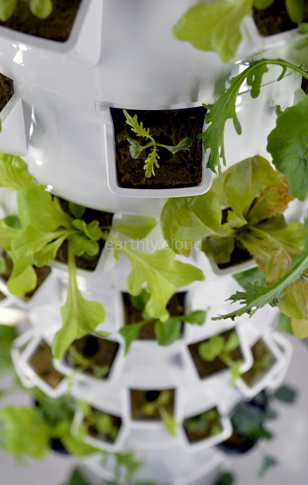 DWC System