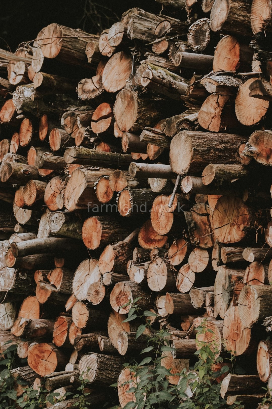 Timber Management