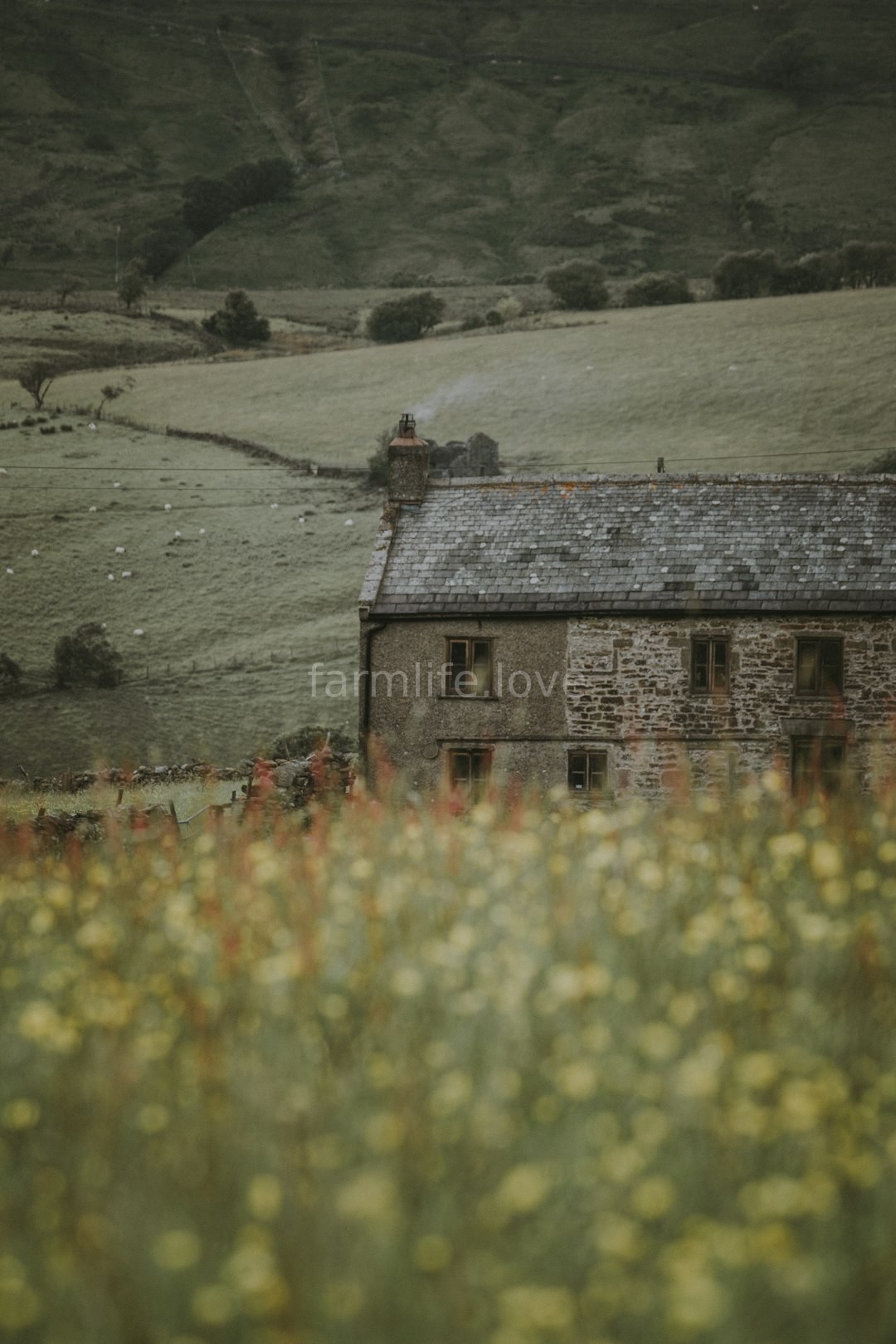 Saffron Fields