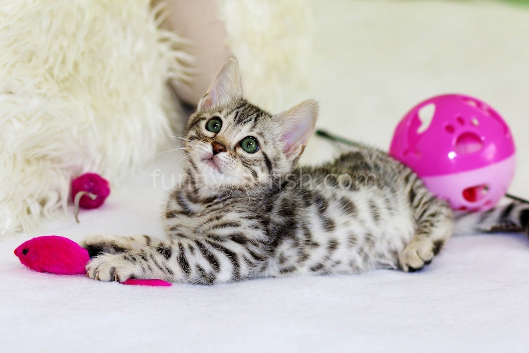 Happy pet with toy