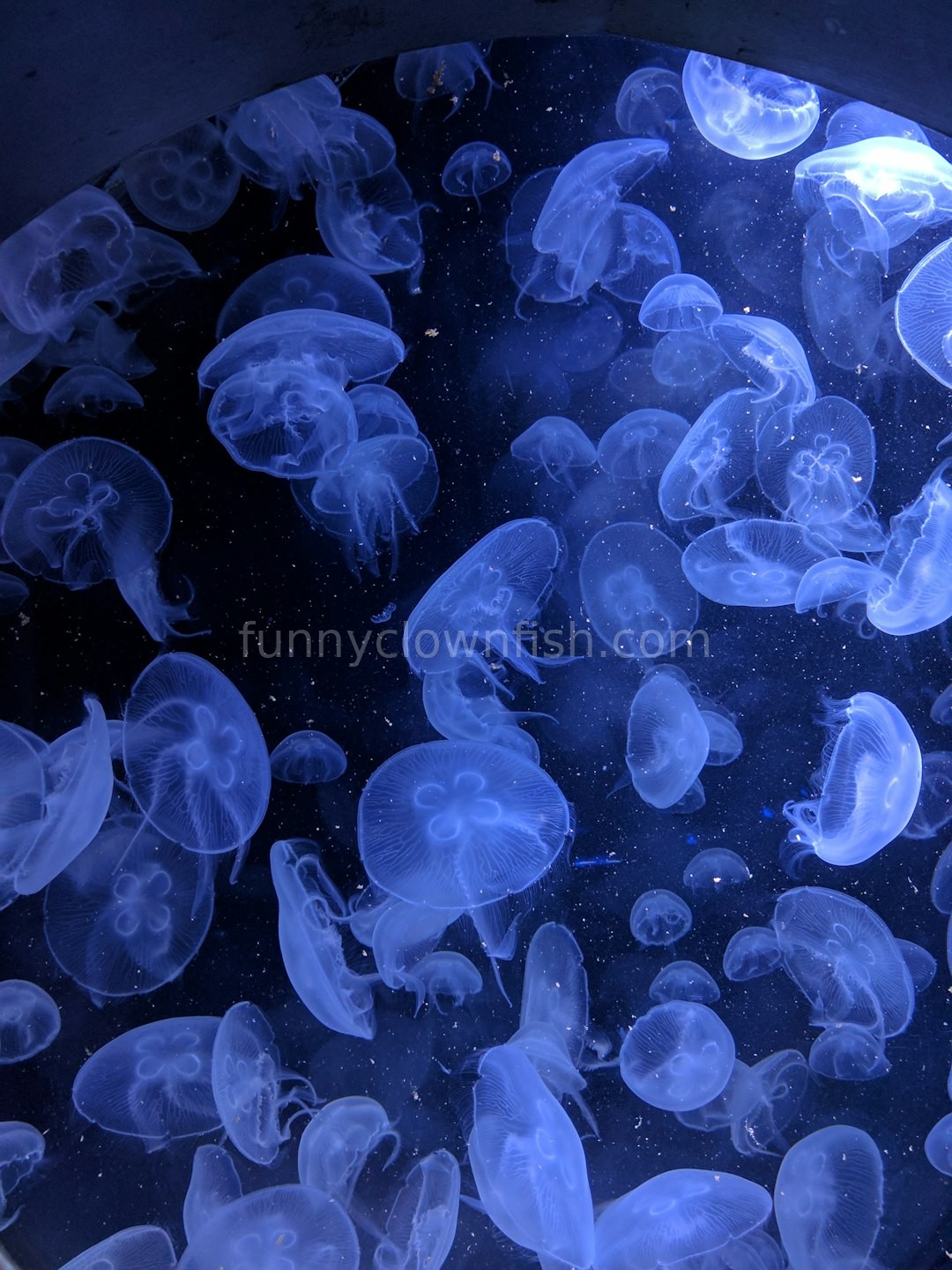 Jellyfish