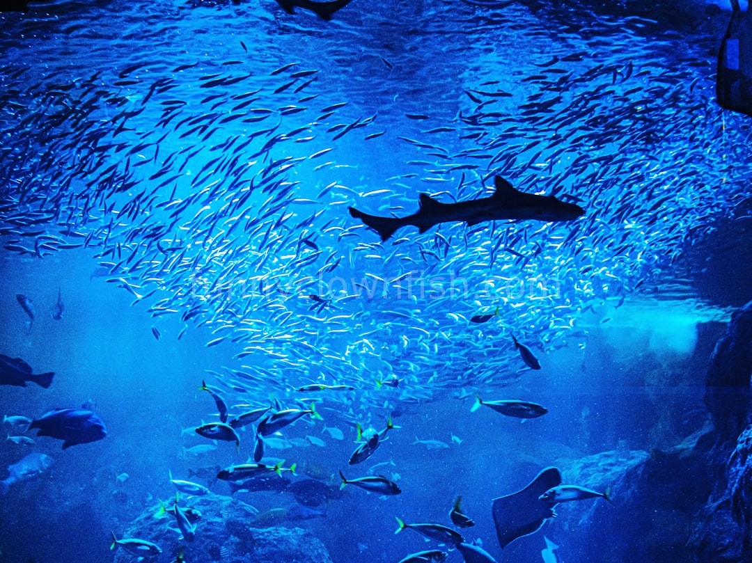 Reef Design