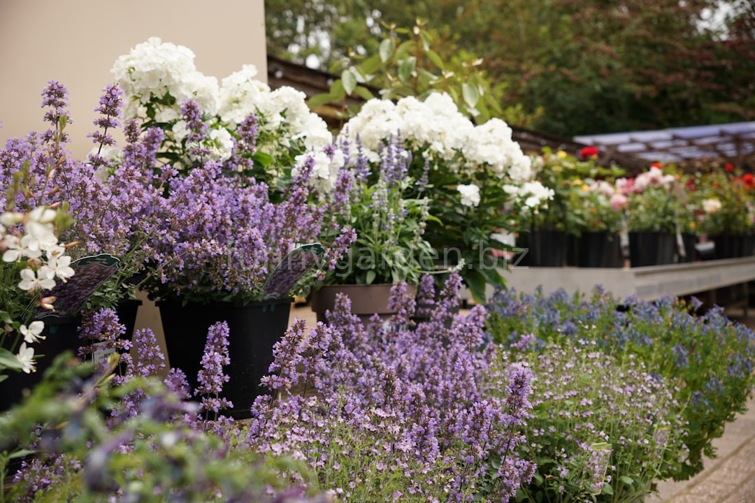 Lush Garden