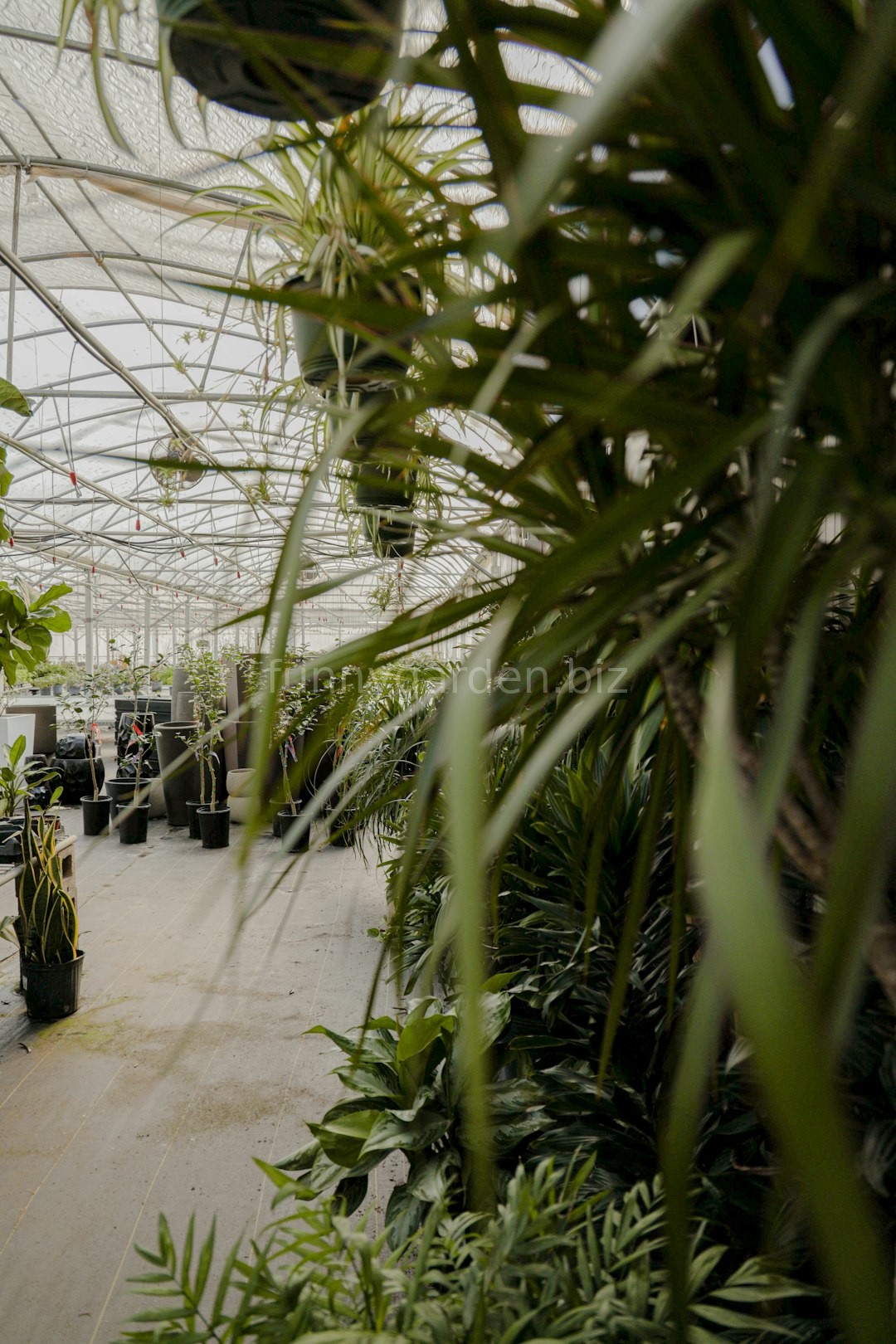 Lush Plants