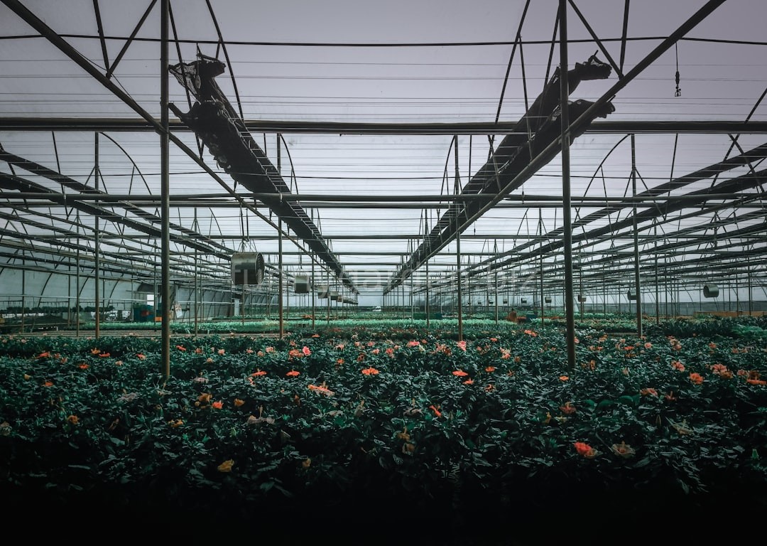 Plant care
