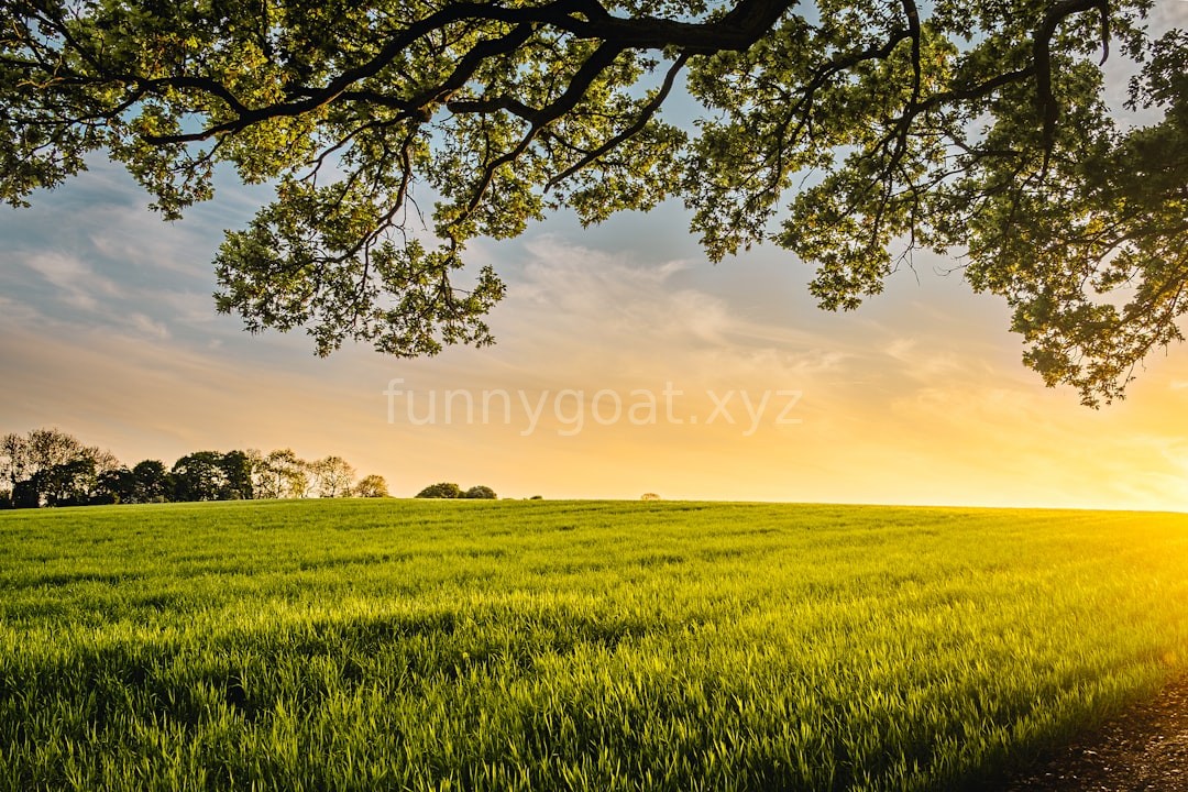 Farm Reel 3