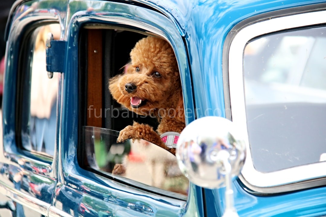 Happy pet owner
