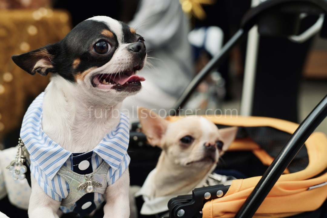 Luxury Pet Transport