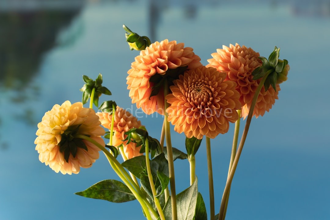 Wedding Flowers