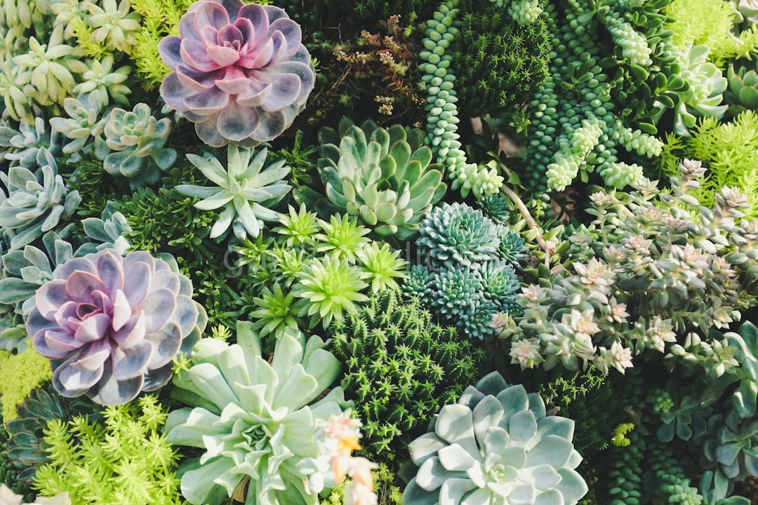 Lush Garden Design