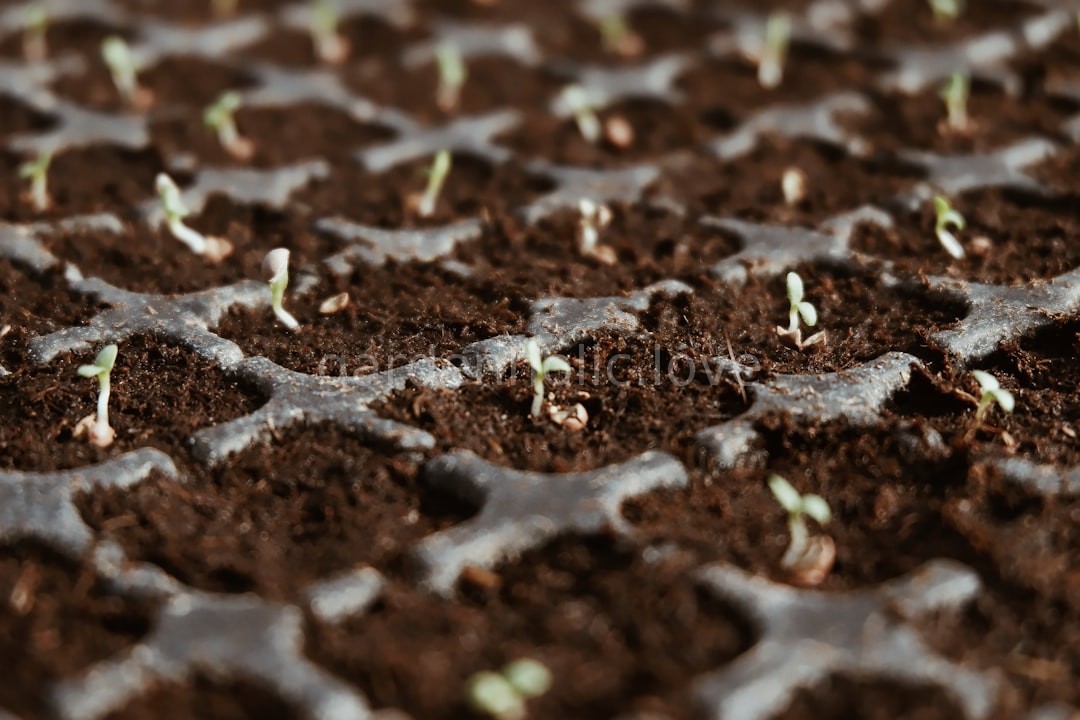 Garden Reel 2