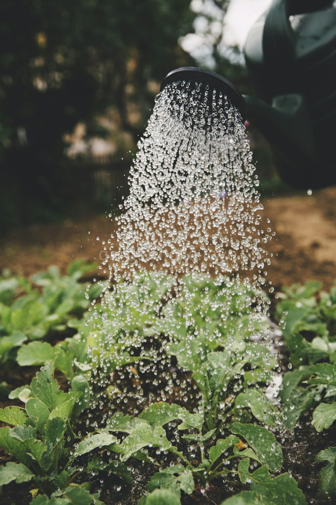 Garden Reel 3