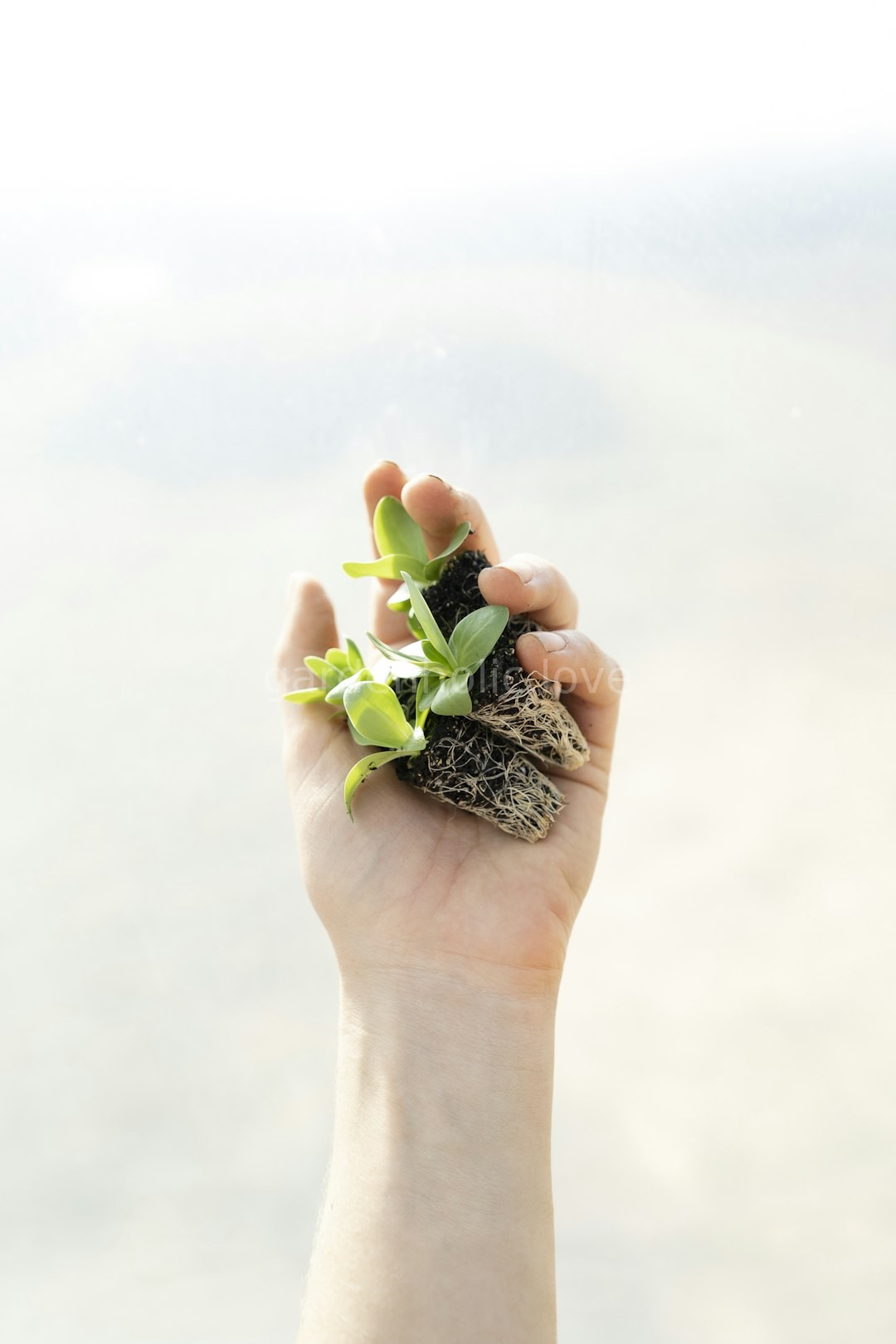 Plant Care