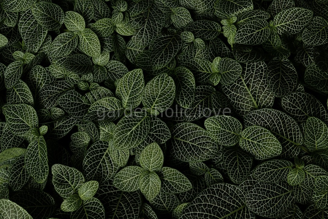 Fresh Basil Leaves