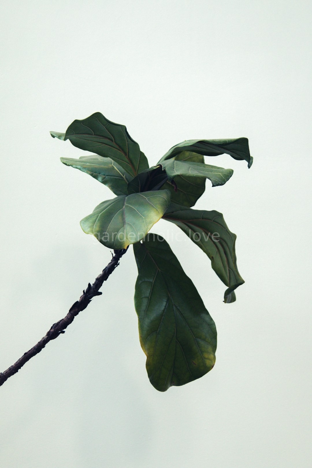 Plant Care