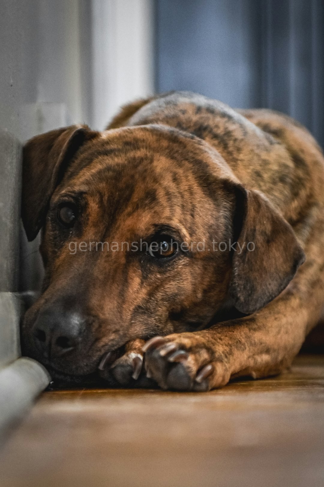 Puppy Foundations