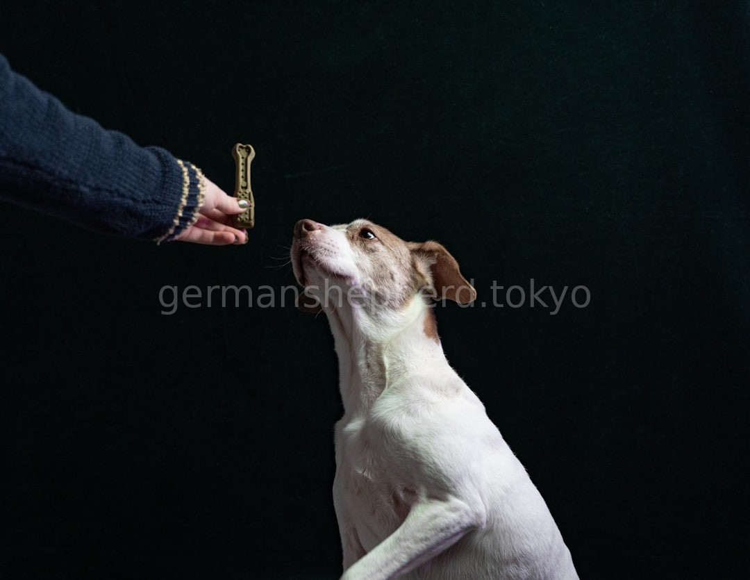 Disciplined Dog