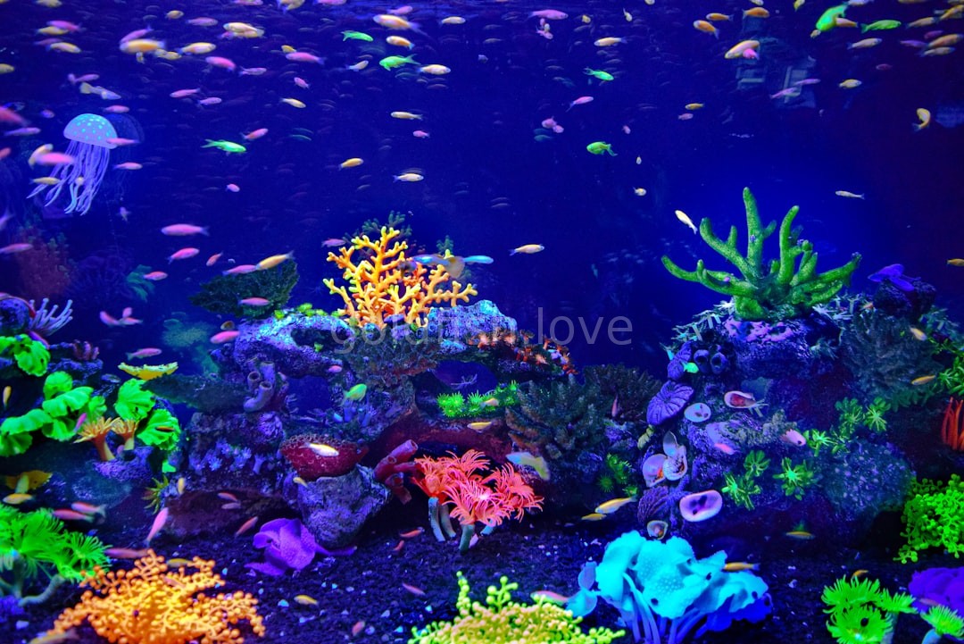 Aquatic Care
