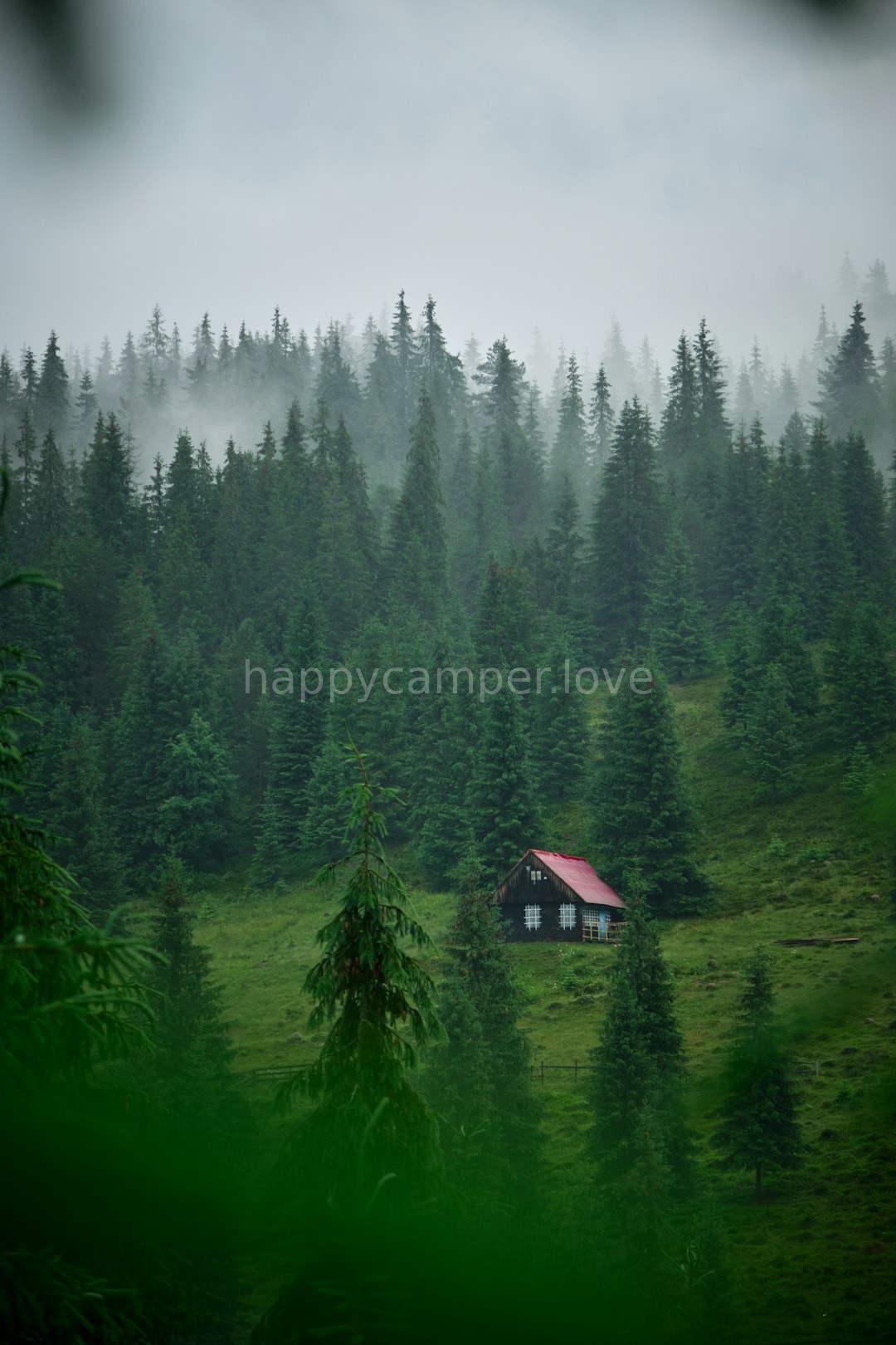 Forest Cabin