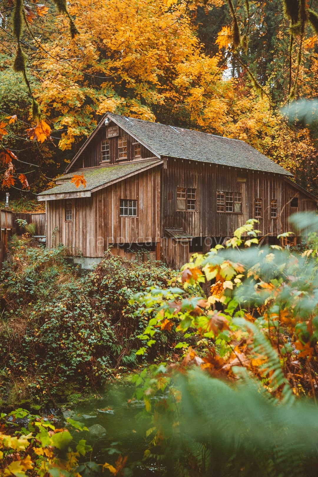 Forest Bathing