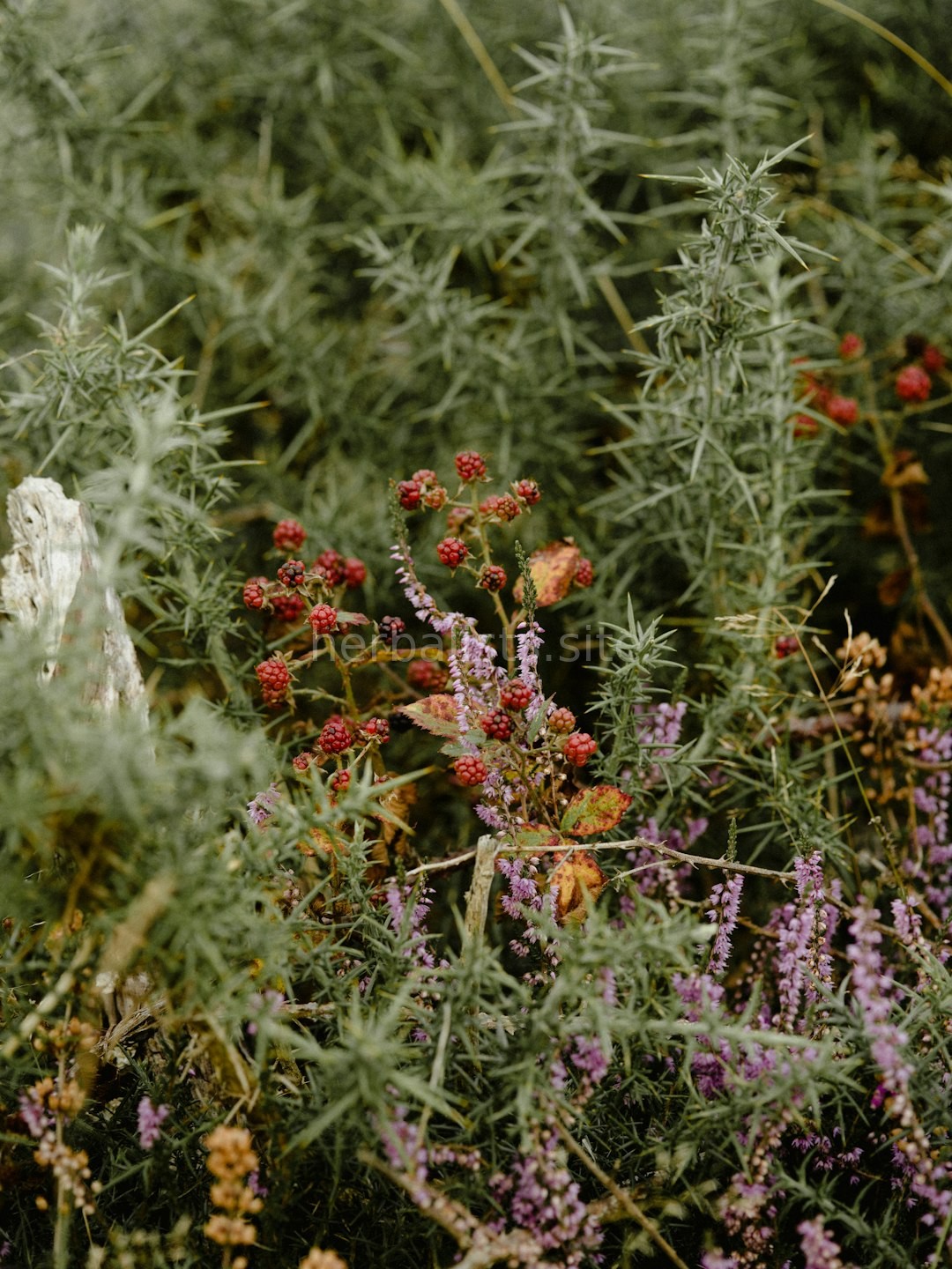 Herbalist at work