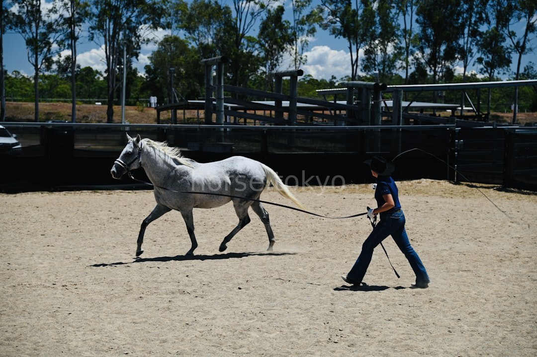 Dressage