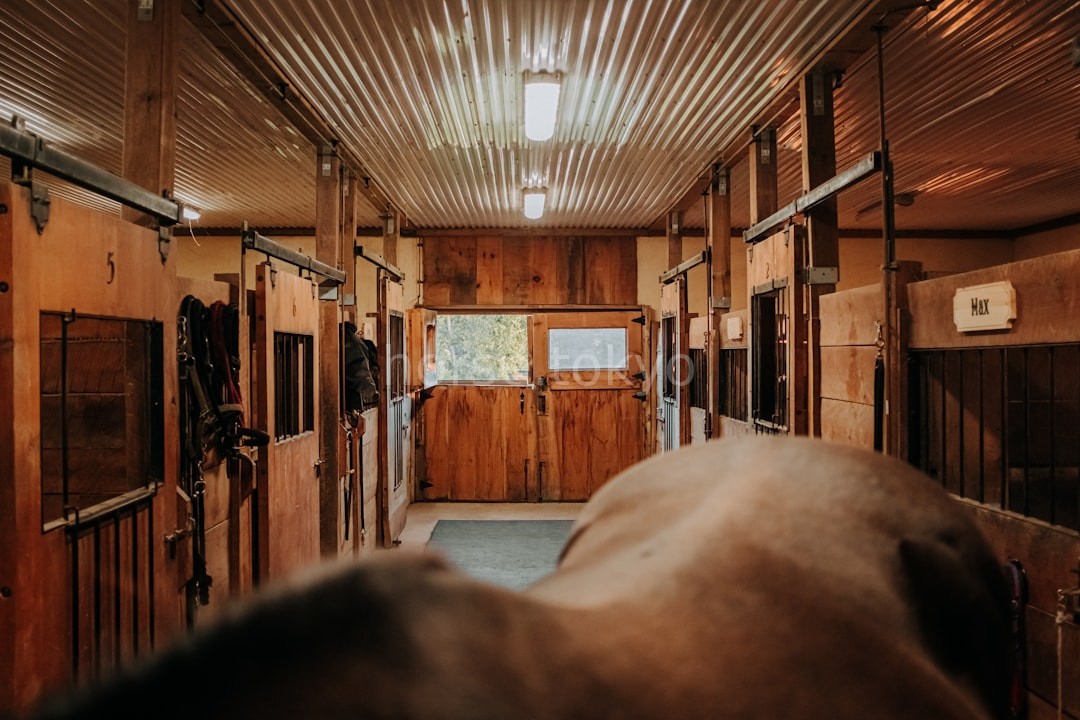 Equestrian Hero