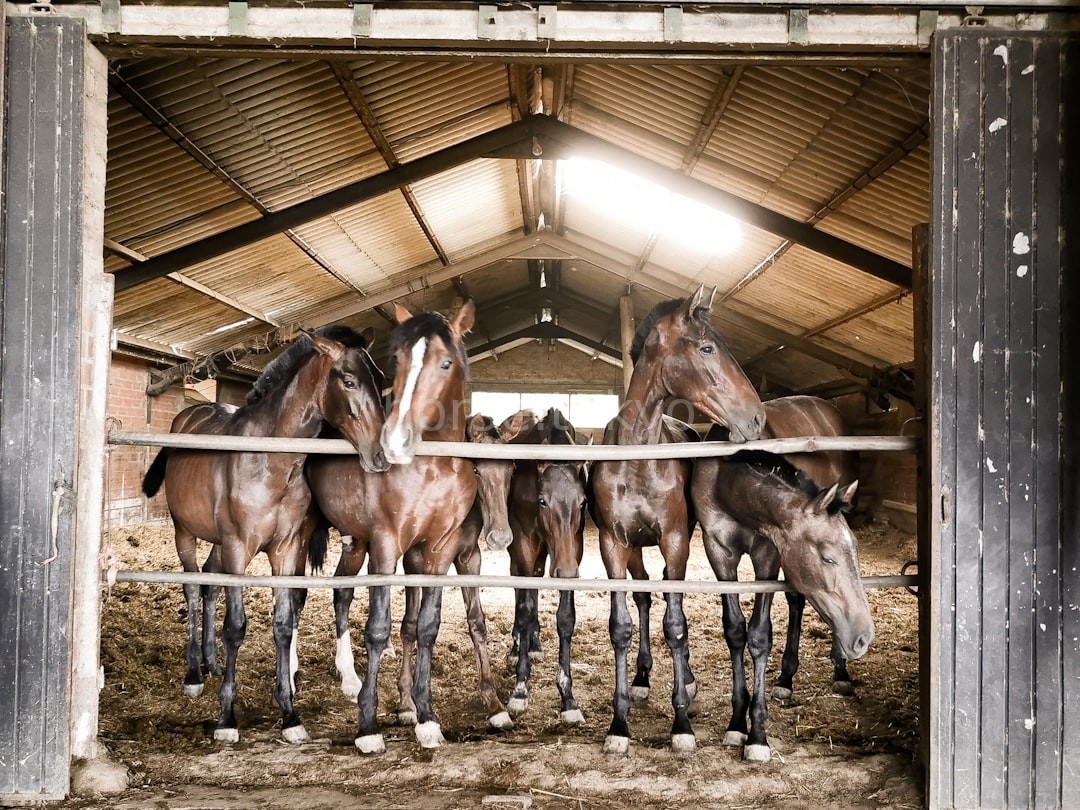 Equestrian Excellence