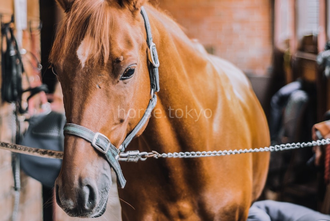 Equine Wellness