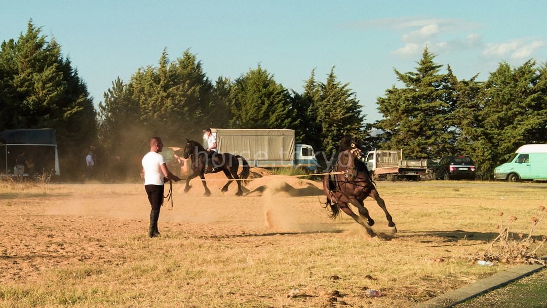 Dressage
