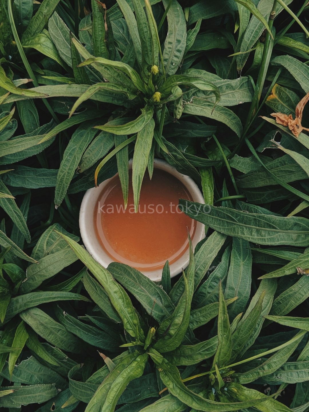 Oolong