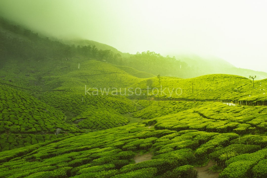 White Tea