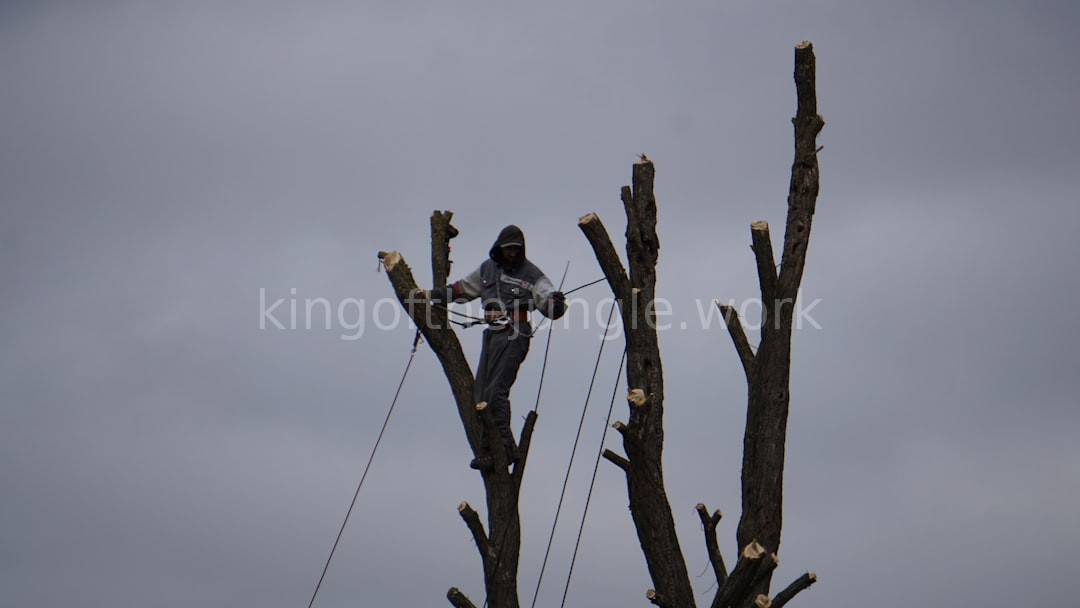 Tree removal