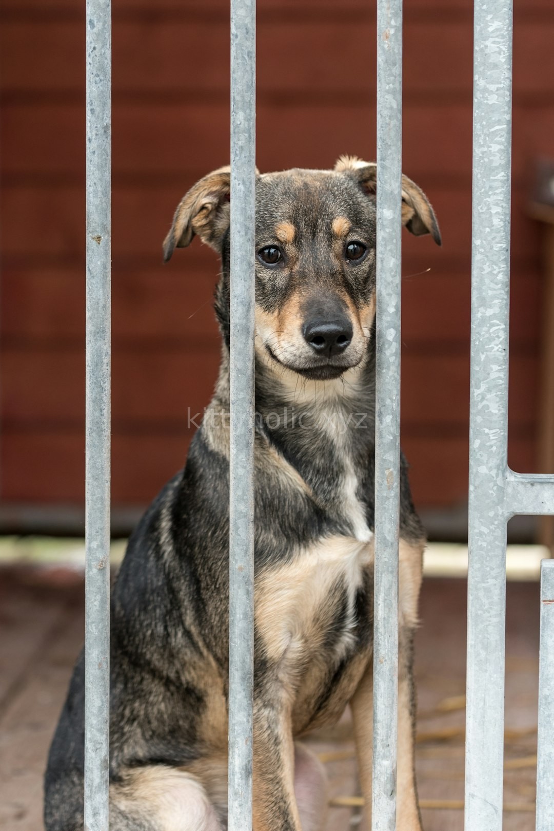 Adoption