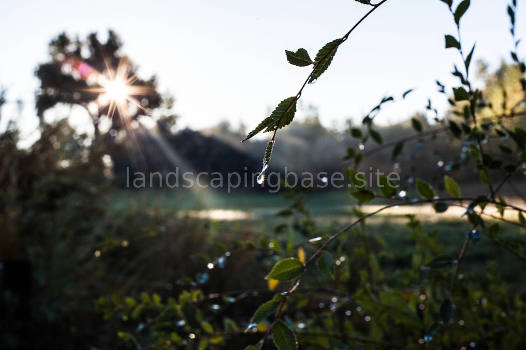 Landscape