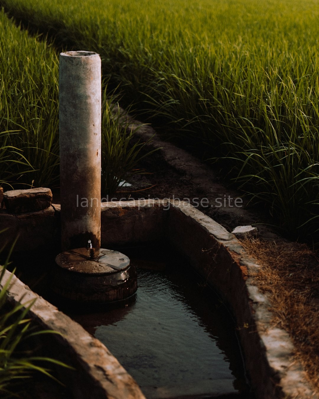 Drip Irrigation