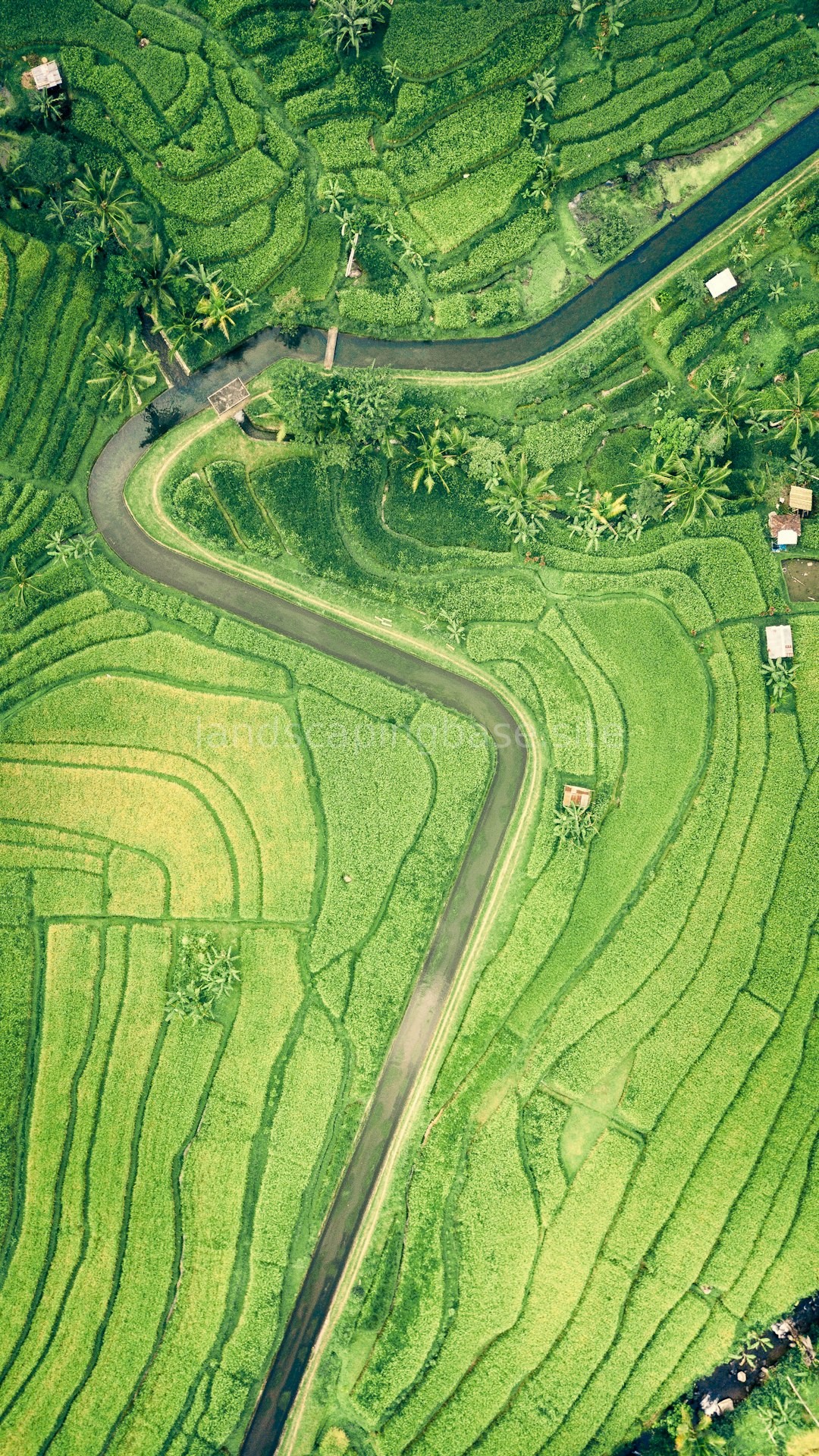 Lush green lawn with irrigation