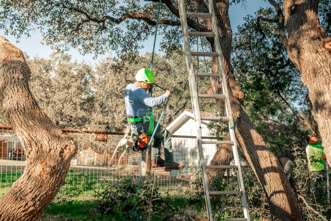 Pruning