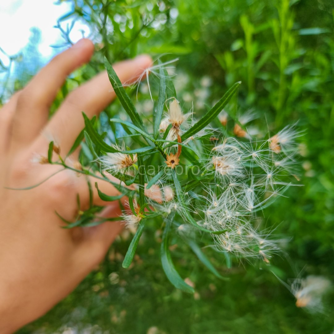 Soil Health