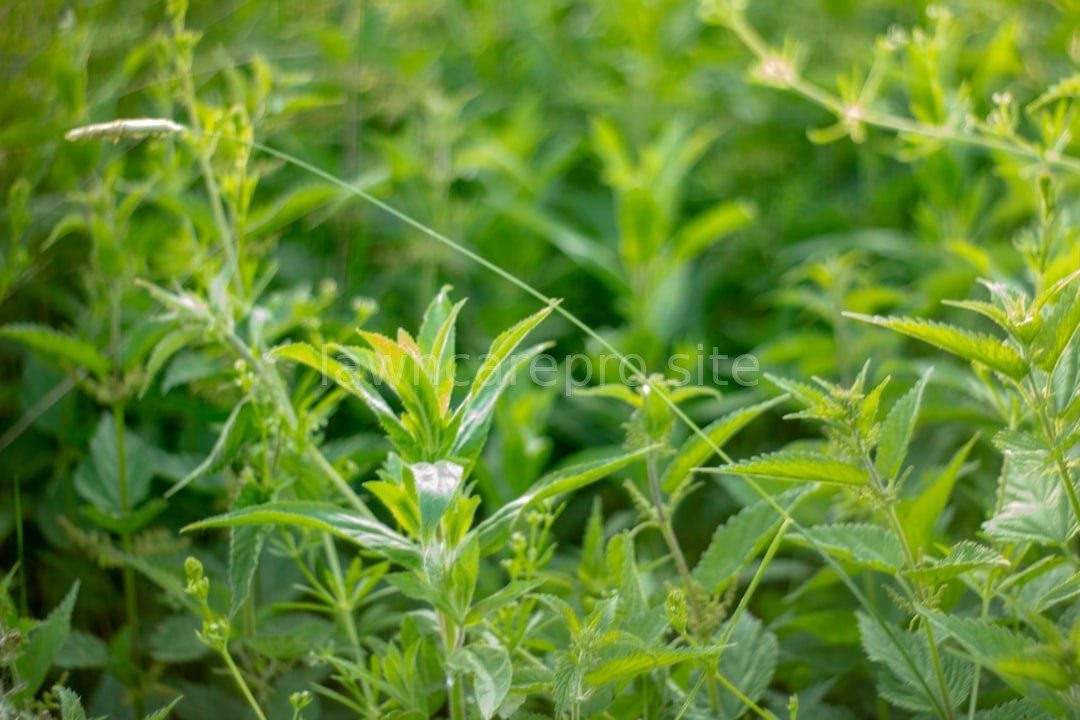 Broadleaf Control