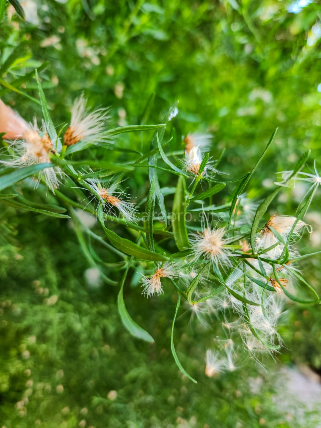 Lawn detail